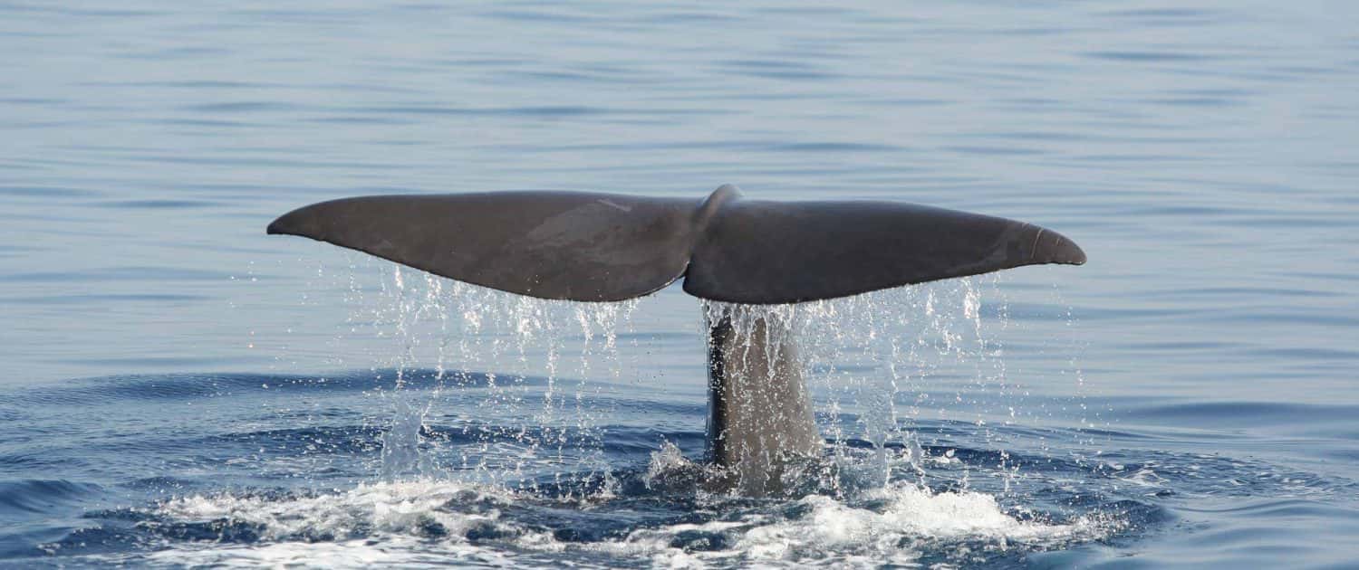 sperm whale, flukes