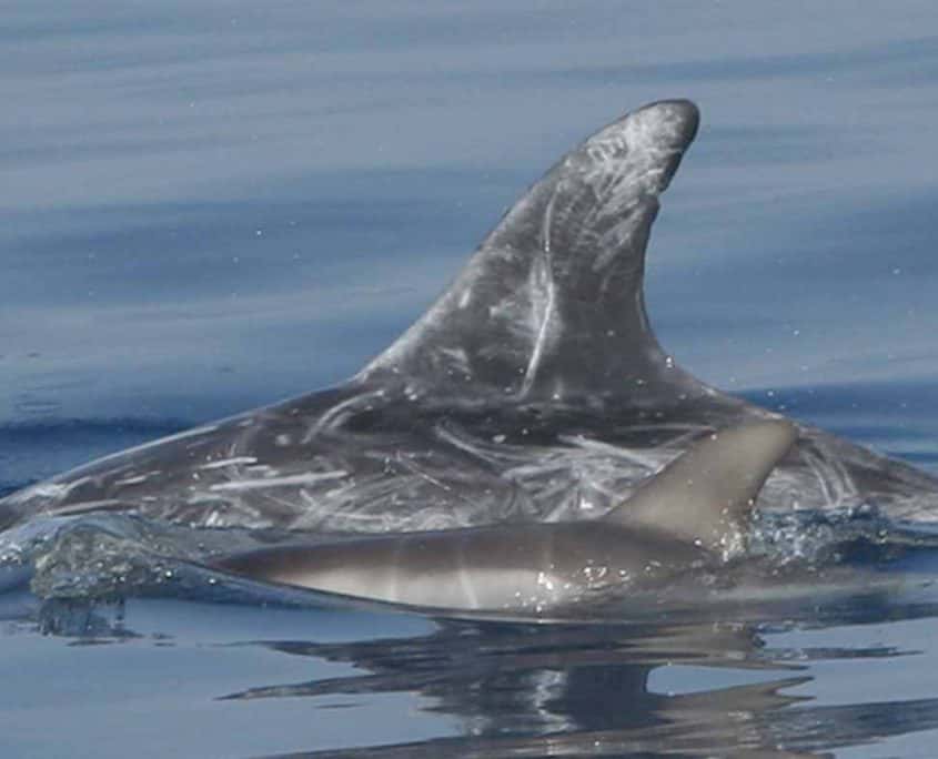 Risso's dolphins mother and calf