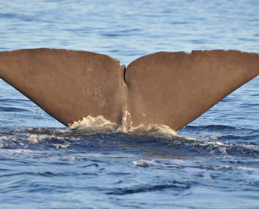 sperm whale flukes