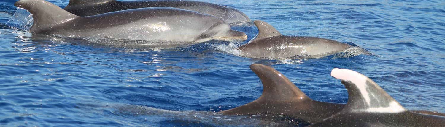 gruppo di delfini tursiopi