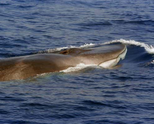csr-research-fin-whale
