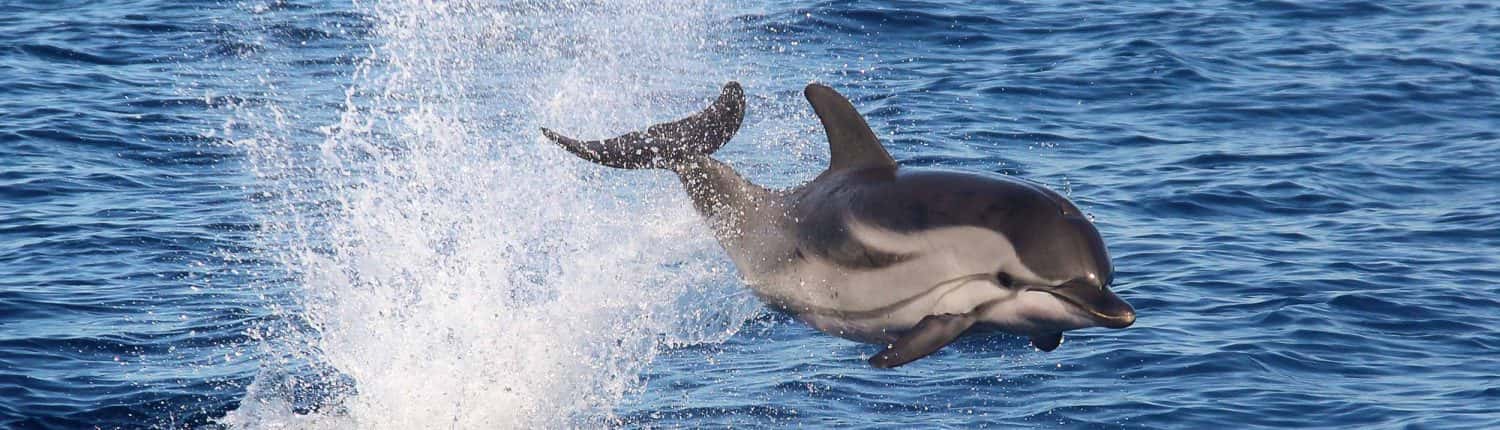 delfino stenella, salto