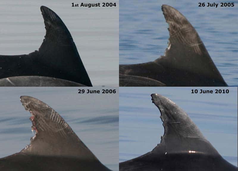shapes of dorsal fins of dolphins