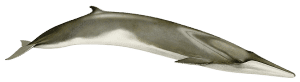 fin whale (Balaenoptera physalus)