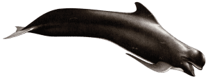 pilot whale (Globicephala melas)