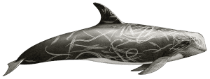 Risso's dolphins (Grampus griseus)