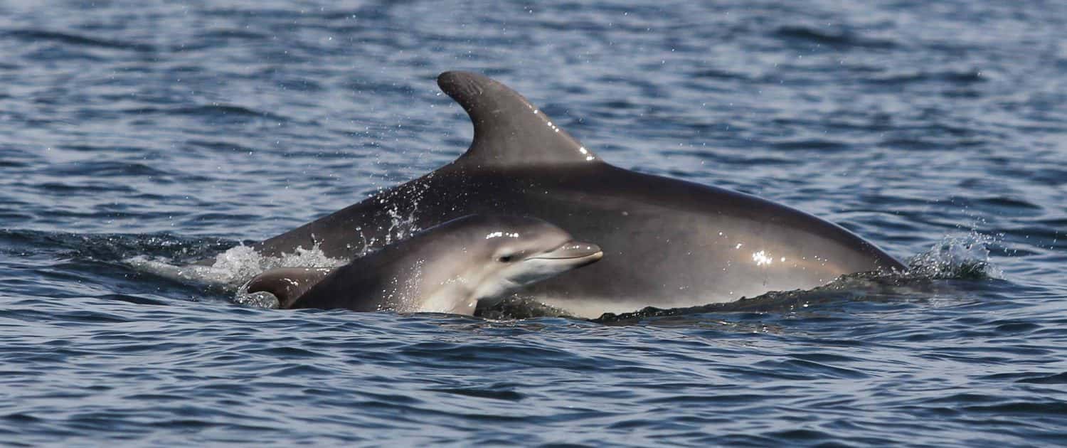bottlenose dolphin with calf