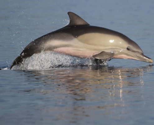 delfino comune salto
