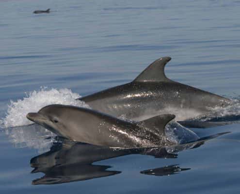 idp-research-bottlenose-dolphin