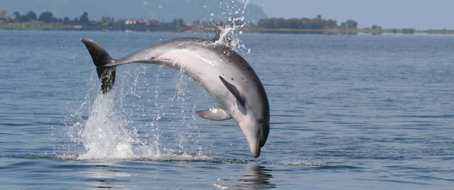 bottlenose dolphin jump