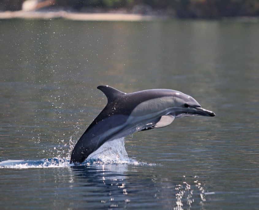 salto delfino comune