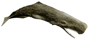 sperm whale (Physeter macrocephalus)