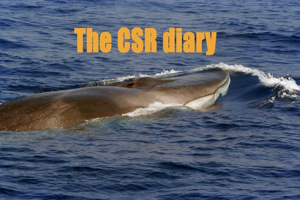 Fin whale CSR Diary