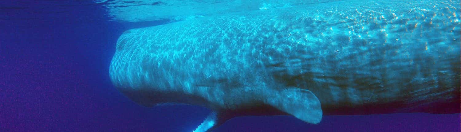 sperm whale underwater