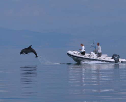 boat with dolphin leaping