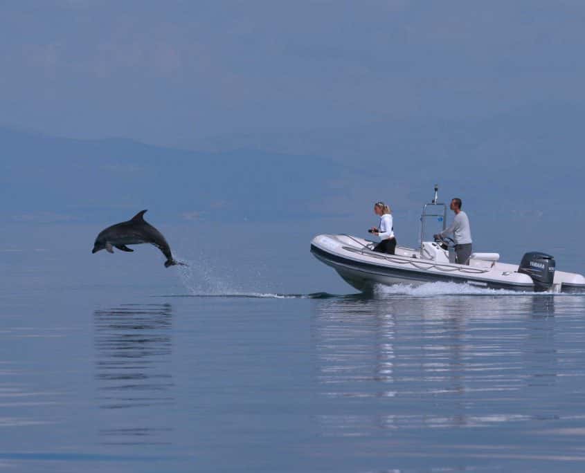 boat with dolphin leaping