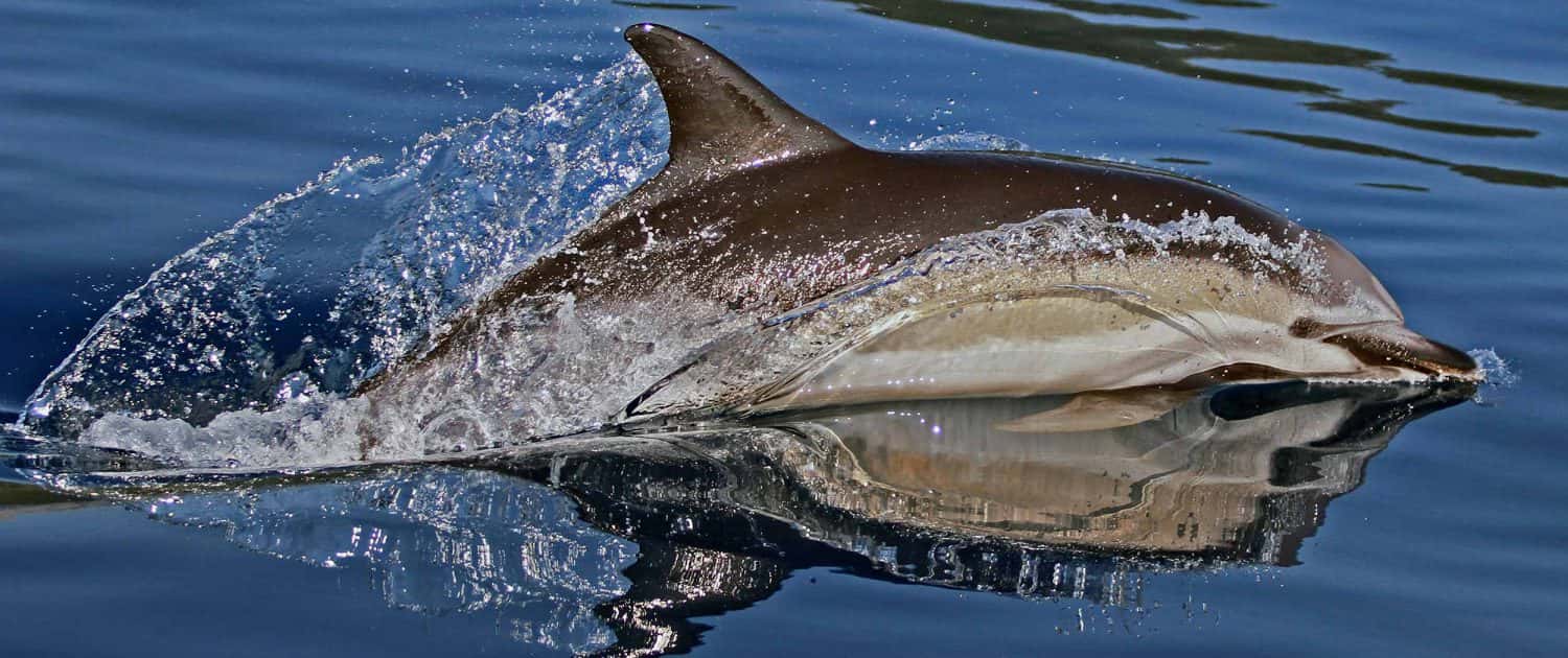delfino comune (Delphinus delphis)