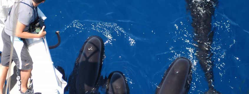 pilot whales and people on boat