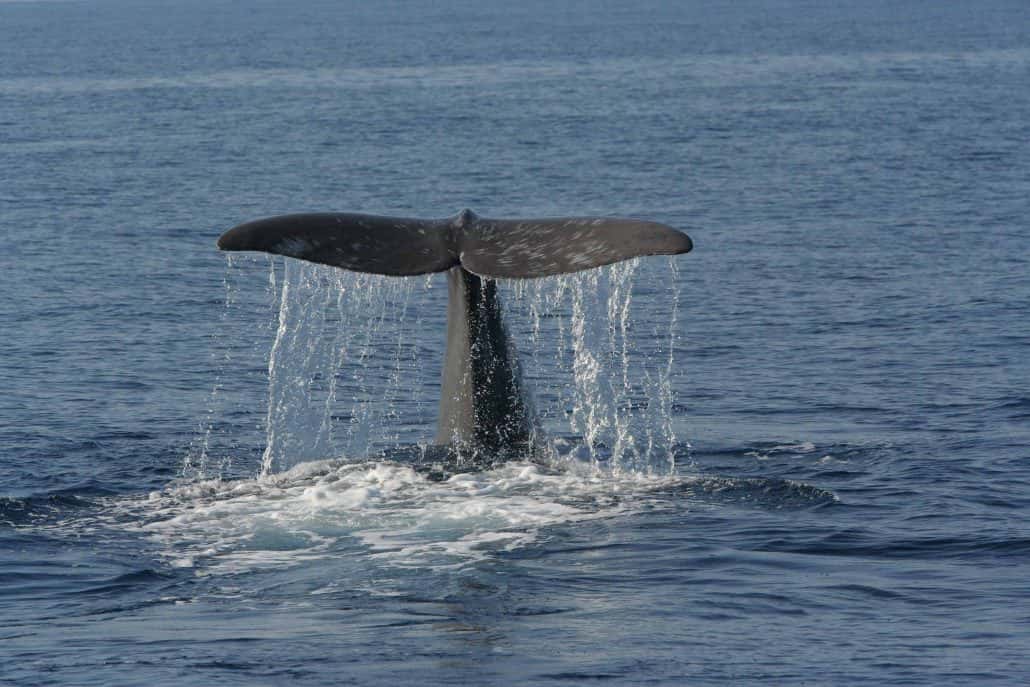 sperm whale flukes