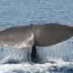 flukes of sperm whale, befriend a whale