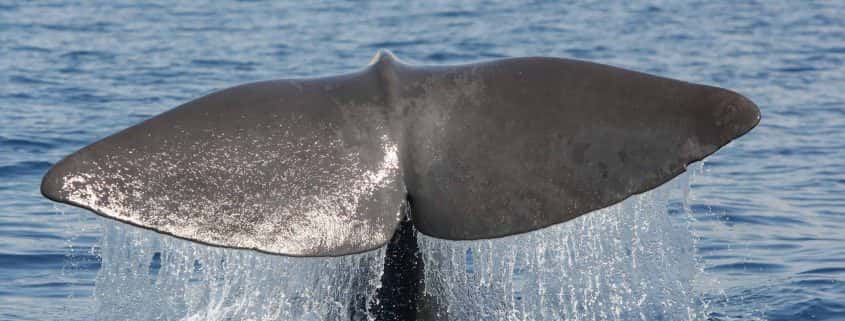 flukes of sperm whale, befriend a whale