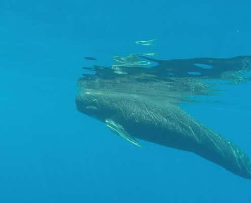 pilot whale underwater