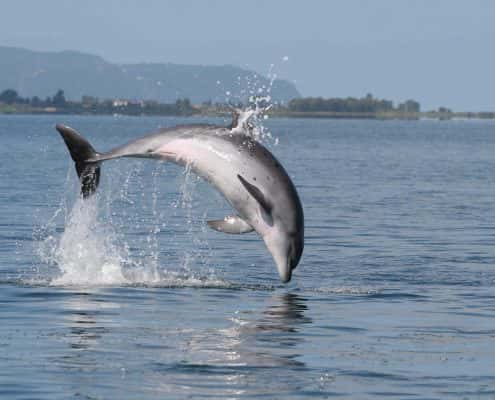 Bottlenose dolphin leaping