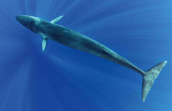 Tethys' fin whales on
