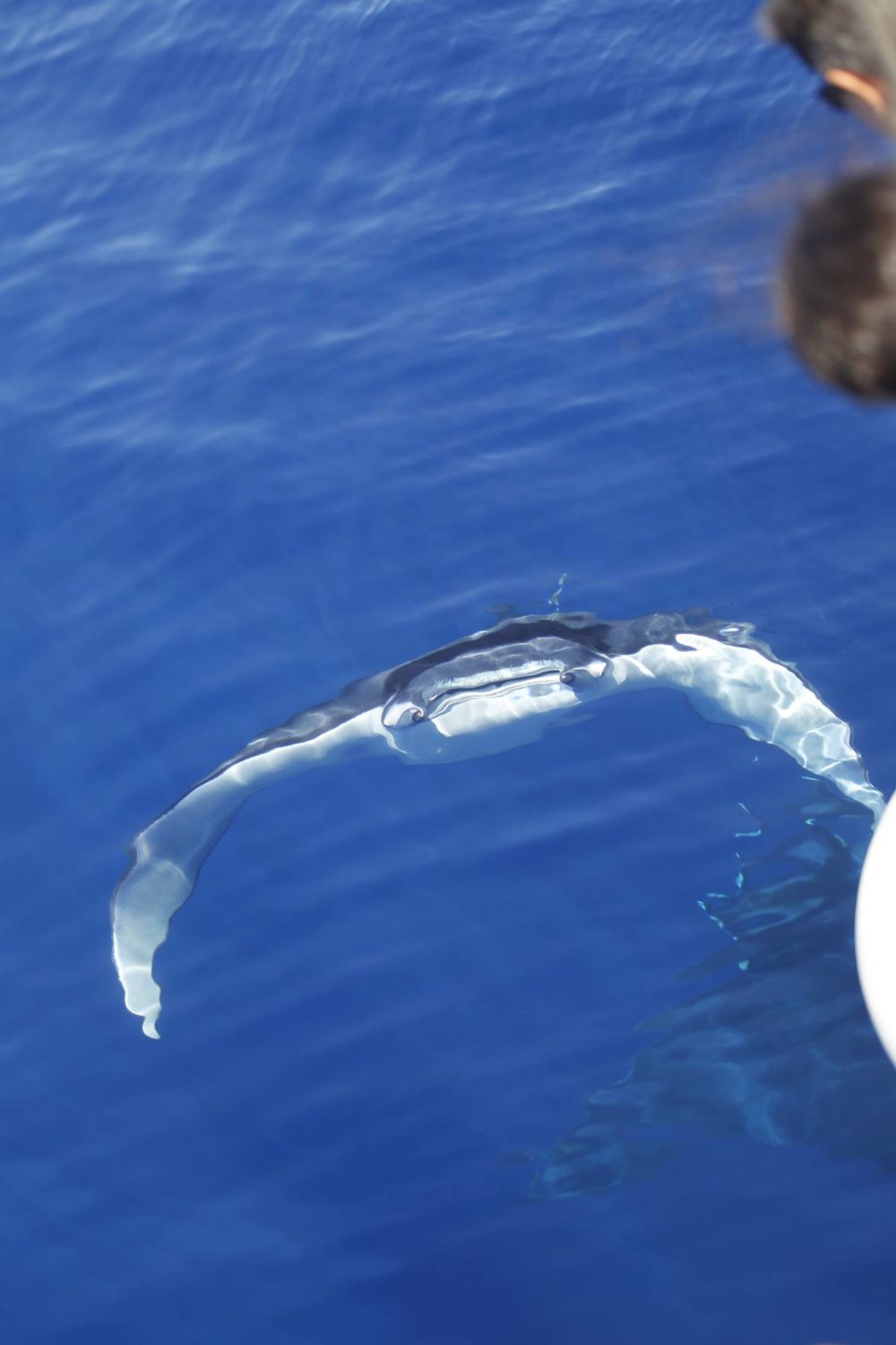 30 giant devil rays stranded in Turkey - Tethys Research Institute