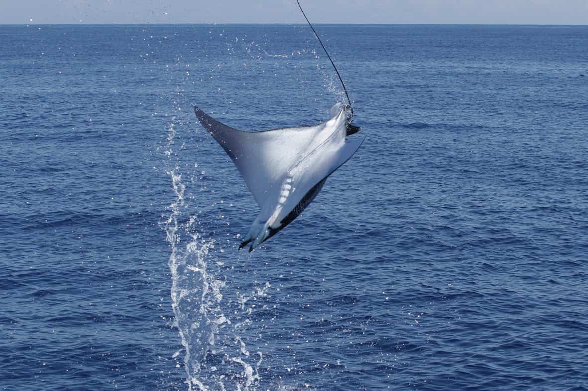 Catch More And Bigger Fish With MOBULA: A Look Back at Rippton's