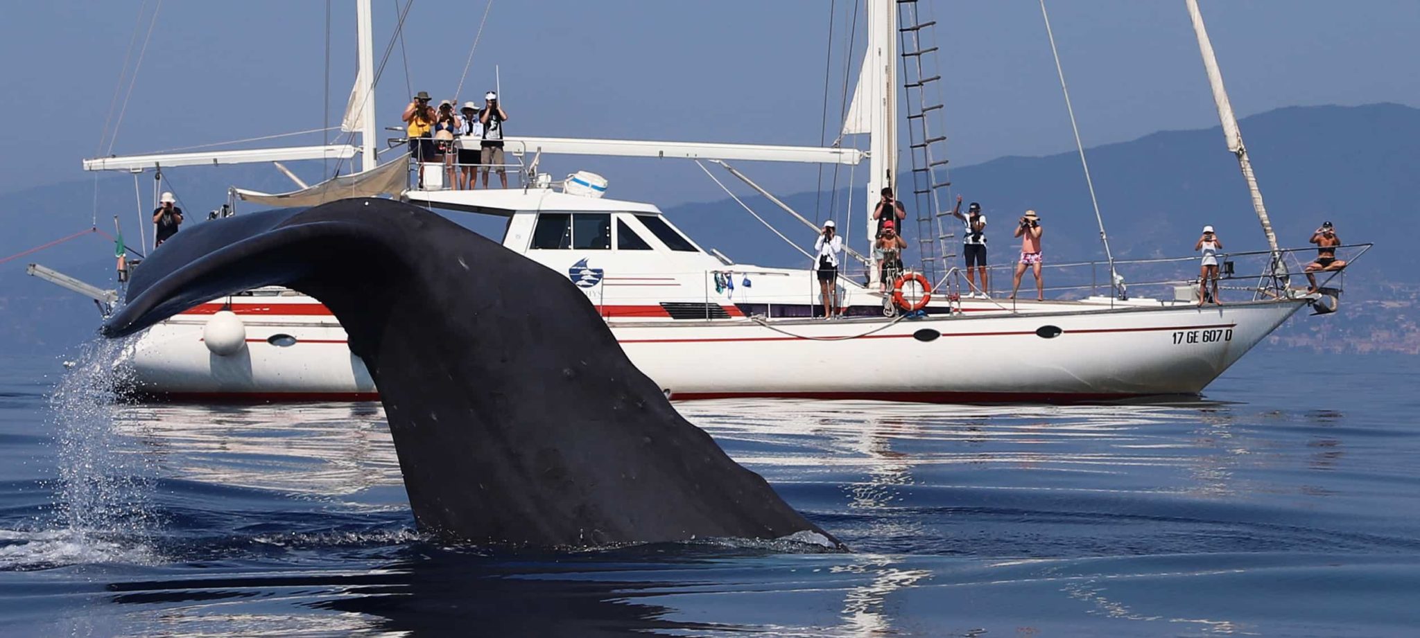 Cetaceans Sanctuary Research 30 years for the cetaceans in the