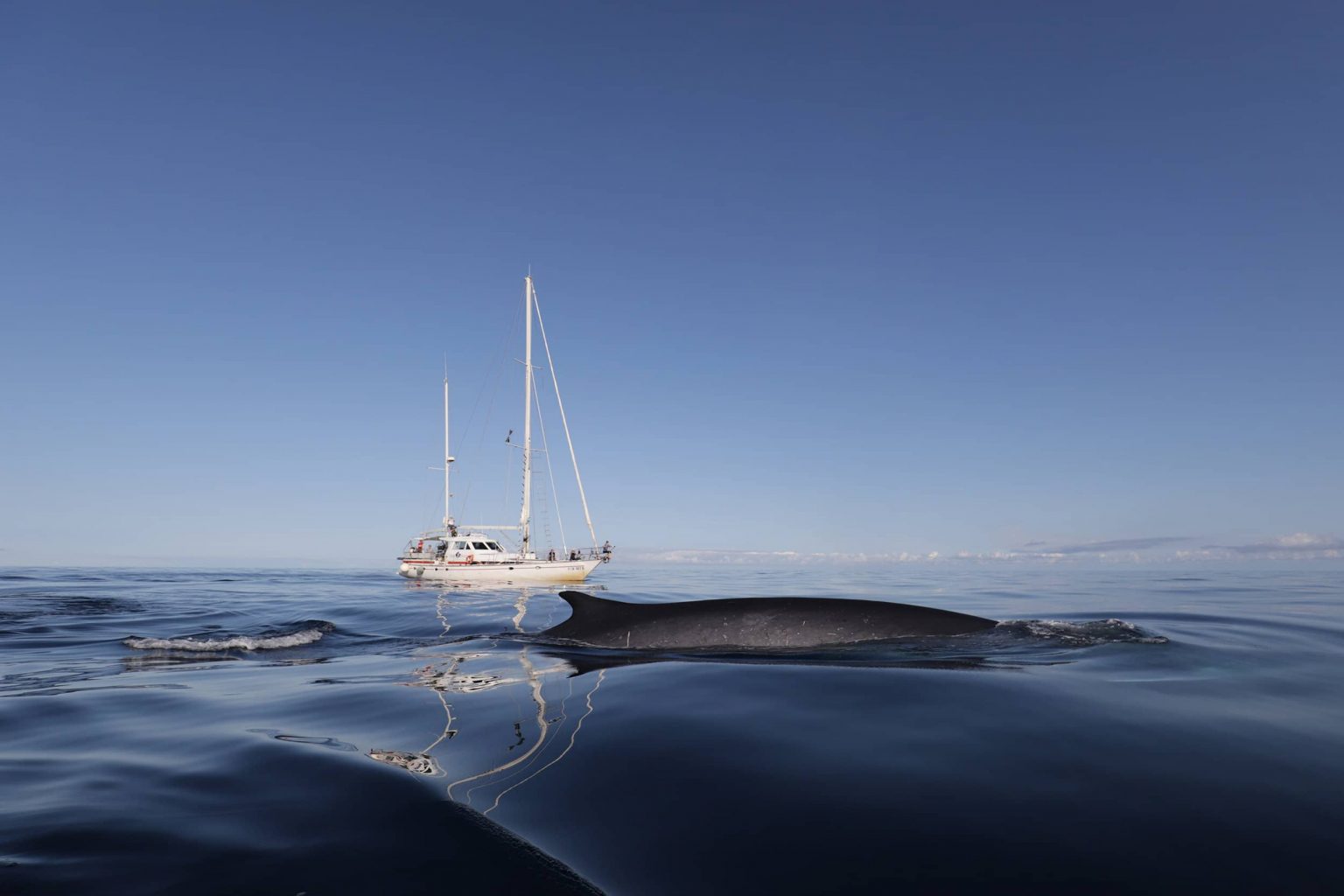 Whales and Dolphins in the Mediterranean - Tethys Research Institute