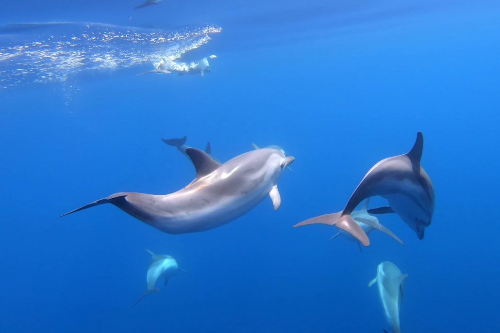 tethys-striped-dolphins-underwater