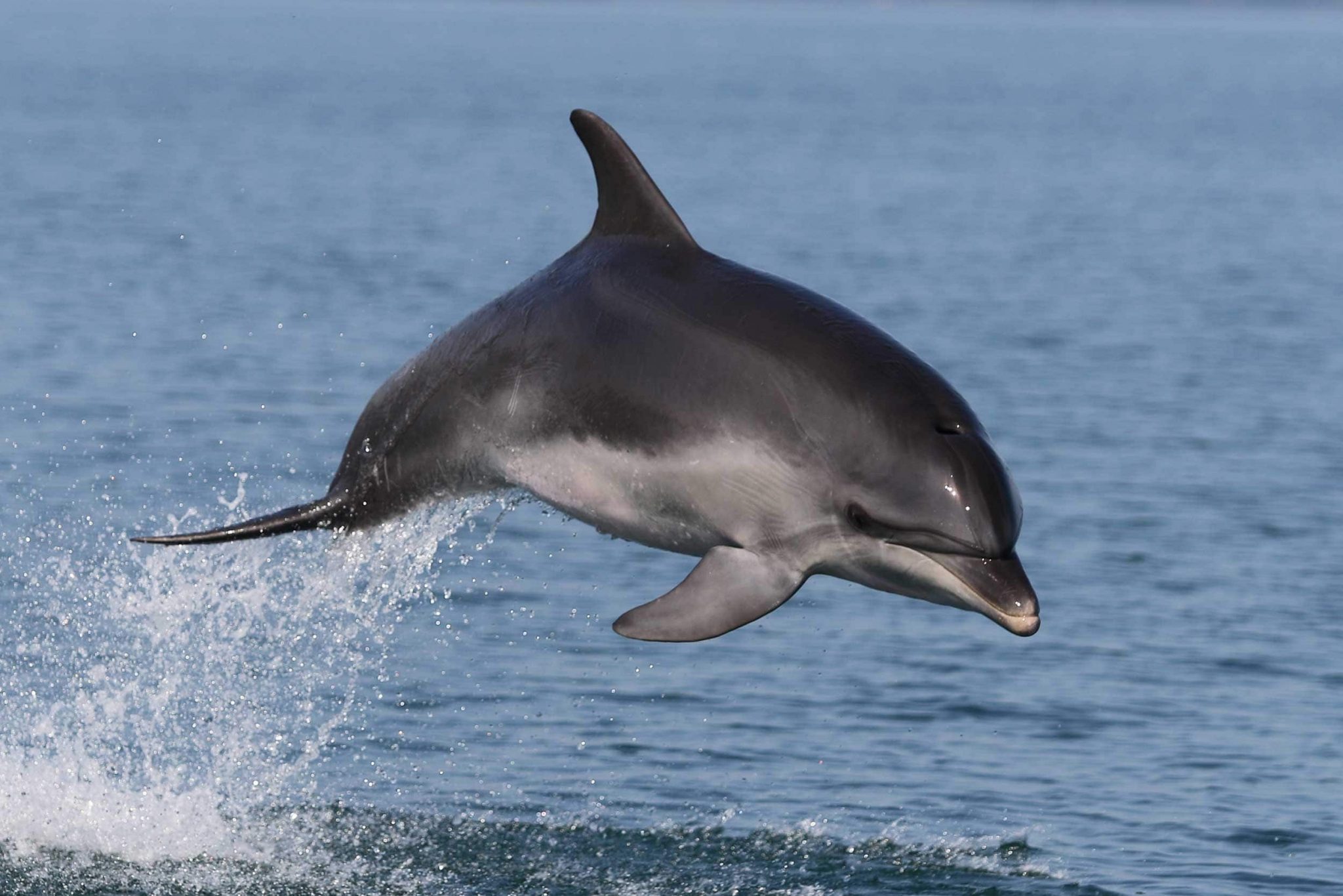 Middle Dolphin Whales and Dolphins in the Mediterranean - Tethys Research Institute
