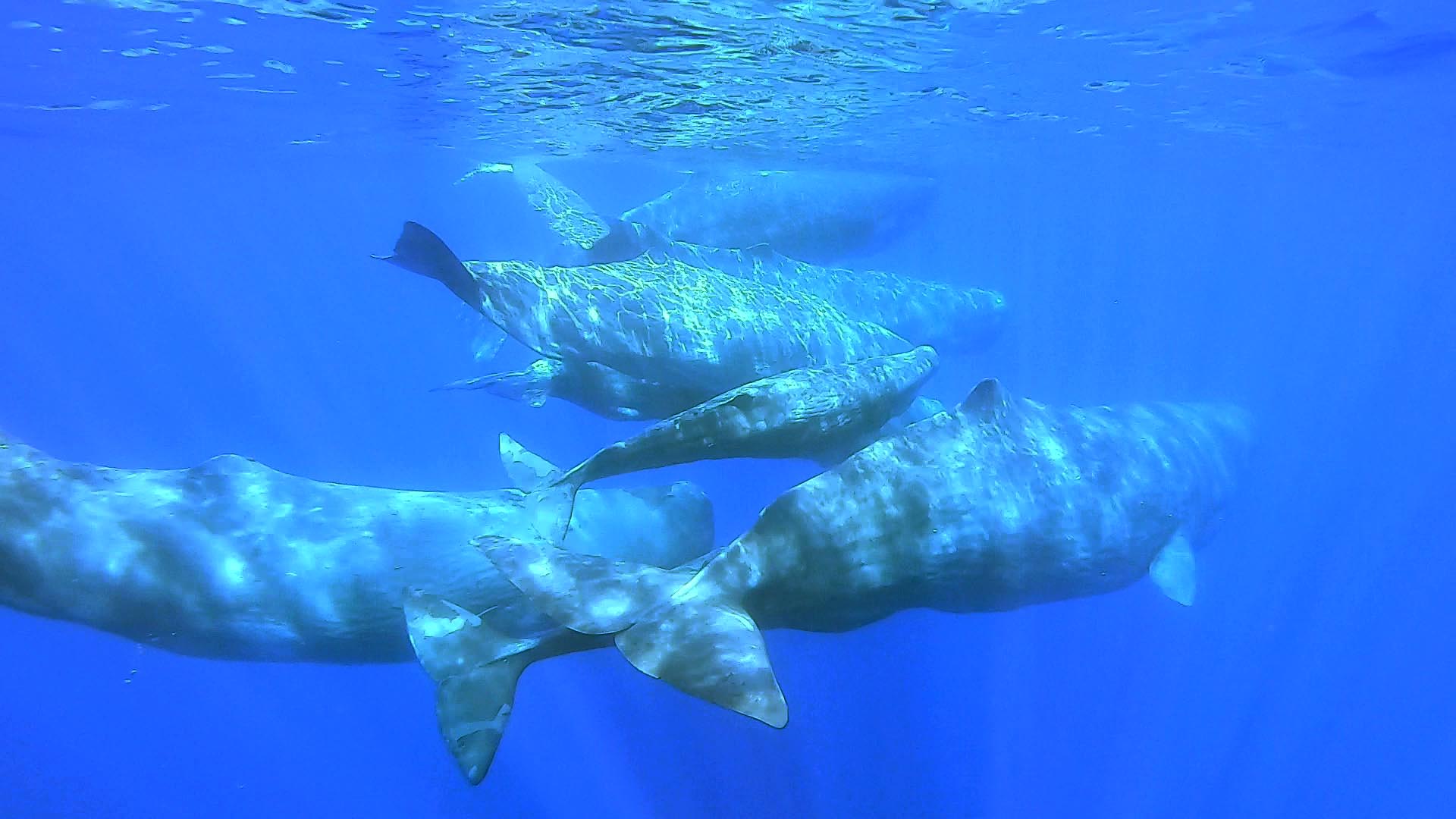 In mare in inverno per proteggere le famiglie di capodogli - Tethys  Research Institute