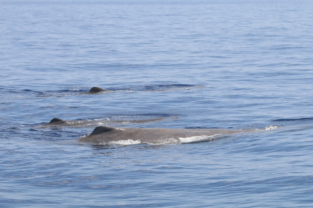 20260611-News-Sperm whales groups-2